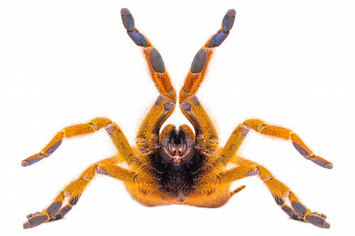 Orange Baboon Tarantula For Sale, Orange Baboon Tarantula For Sale Near Me